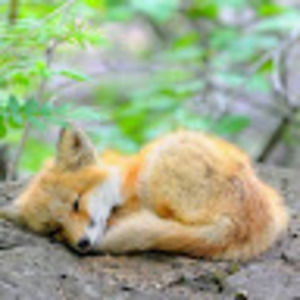 Meet your Posher, Kris